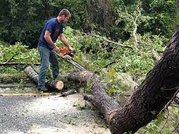 Tree and Shrub Care in Stuart, FL