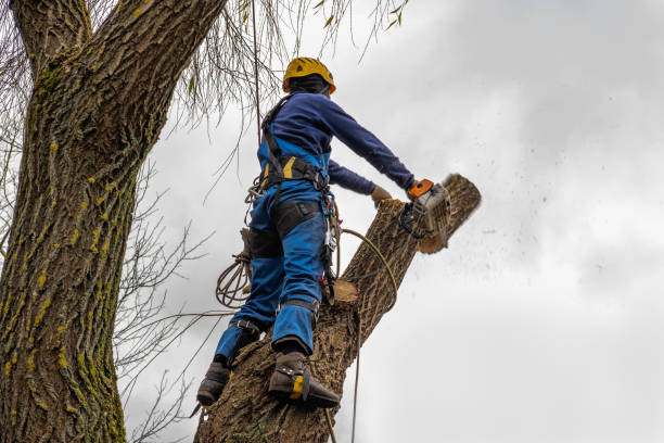 Best Utility Line Clearance  in Stuart, FL