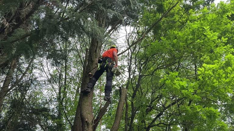 Best Tree Mulching  in Stuart, FL