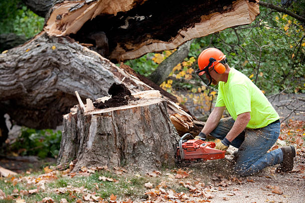 Professional Tree Removal in Stuart, FL
